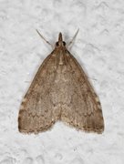 Buskengmott (Udea prunalis)