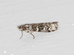 Grankonglesmalmott (Dioryctria abietella)