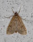 Buskengmott (Udea prunalis)