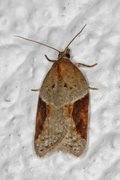 Buskflatvikler (Acleris laterana)