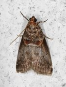 Rognesmalmott (Acrobasis advenella)