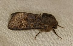 Gulringet åkerfly (Tholera cespitis)