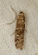 Furukonglesmalmott (Dioryctria simplicella)