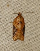 Buskflatvikler (Acleris laterana)