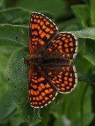 Marimjellerutevinge (Melitaea athalia)