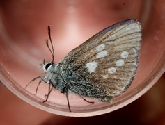 Fjellblåvinge (Plebejus orbitulus)