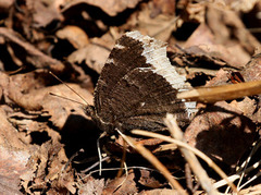 Sørgekåpe (Nymphalis antiopa)