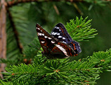 Ospesommerfugl (Limenitis populi)