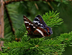 Ospesommerfugl (Limenitis populi)