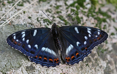 Ospesommerfugl (Limenitis populi)