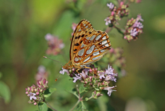 Sølvkåpe (Issoria lathonia)