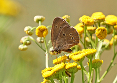 Gullringvinge (Aphantopus hyperantus)