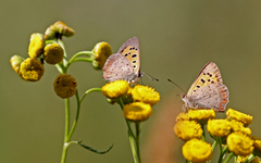 Ildgullvinge (Lycaena phlaeas)