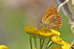 Oransjegullvinge (Lycaena virgaureae)