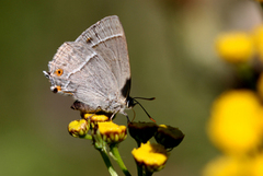 Eikestjertvinge (Favonius quercus)