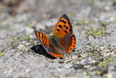 Ildgullvinge (Lycaena phlaeas)