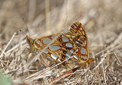 Sølvkåpe (Issoria lathonia)