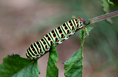 Svalestjert (Papilio machaon)