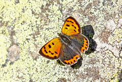 Ildgullvinge (Lycaena phlaeas)