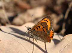 Ildgullvinge (Lycaena phlaeas)