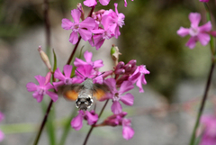 Dagsvermer (Macroglossum stellatarum)