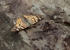 Tistelsommerfugl (Vanessa cardui)