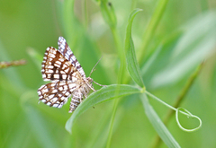 Rutemåler (Chiasmia clathrata)