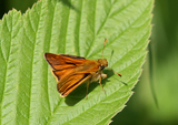 Engsmyger (Ochlodes sylvanus)