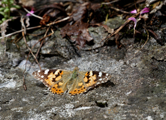 Tistelsommerfugl (Vanessa cardui)