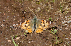 Tistelsommerfugl (Vanessa cardui)