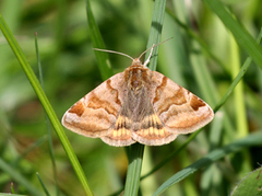 Brunt slåttefly (Euclidia glyphica)