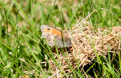 Engringvinge (Coenonympha pamphilus)