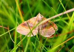 Brun bakkemåler (Scotopteryx chenopodiata)