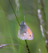 Engringvinge (Coenonympha pamphilus)