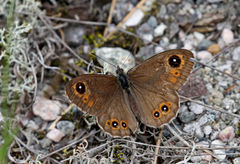 Klipperingvinge (Lasiommata maera)