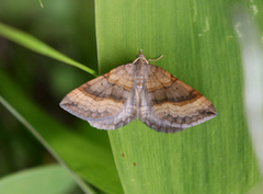 Brun bakkemåler (Scotopteryx chenopodiata)