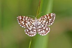 Rutemåler (Chiasmia clathrata)