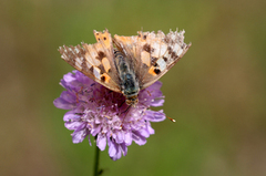 Tistelsommerfugl (Vanessa cardui)