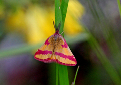 Purpurmåler (Lythria cruentaria)