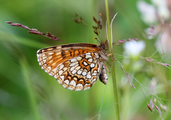 Mørk rutevinge (Melitaea diamina)