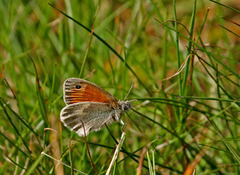 Engringvinge (Coenonympha pamphilus)