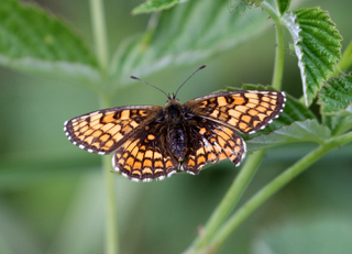 Marimjellerutevinge (Melitaea athalia)