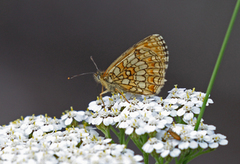 Marimjellerutevinge (Melitaea athalia)