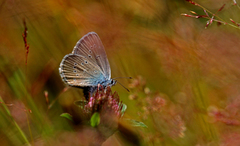 Engblåvinge (Cyaniris semiargus)