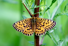 Brunflekket perlemorvinge (Boloria selene)