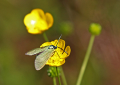 Grønn metallsvermer (Adscita statices)