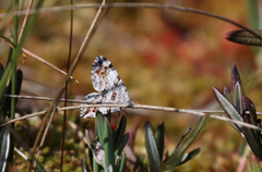 Tranebærmåler (Carsia sororiata)