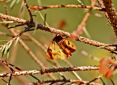 Rødfrynset bjørnespinner (Diacrisia sannio)