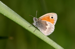 Engringvinge (Coenonympha pamphilus)