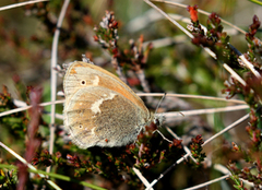 Myrringvinge (Coenonympha tullia)